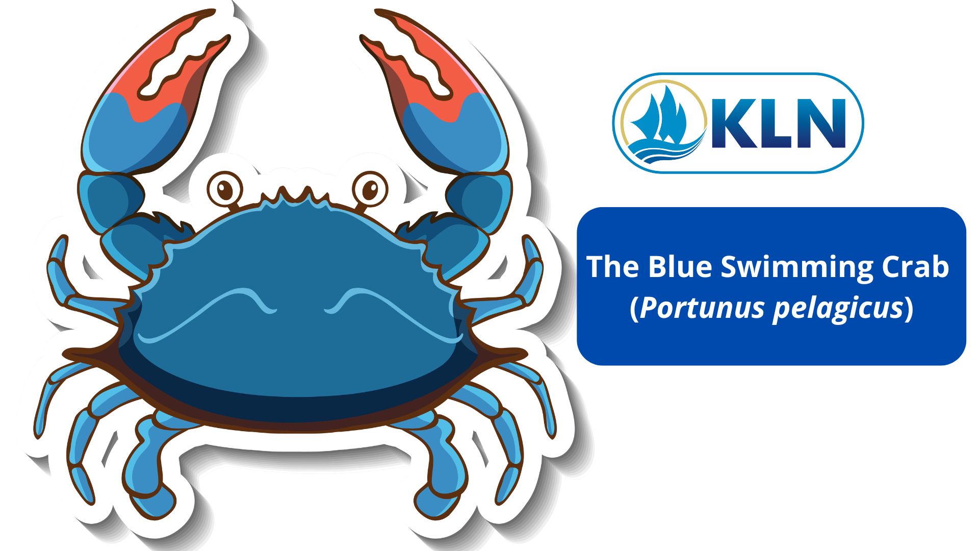The Blue Swimming Crab (Portunus pelagicus)